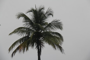 Fototapeta na wymiar Coconut Tree on a Cloudy Day