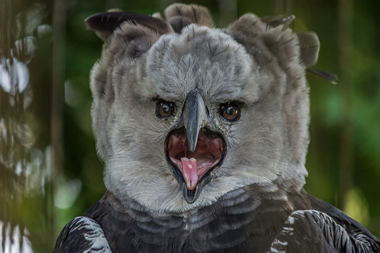Harpy Eagle Images – Browse 1,576 Stock Photos, Vectors, and