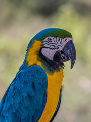 Portrait of a blue-and-yellow macaw (Ara ararauna) sitting on a branch and looking at the side