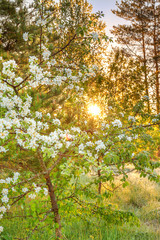 spring forest landscape with a flowering apple tree and a meadow