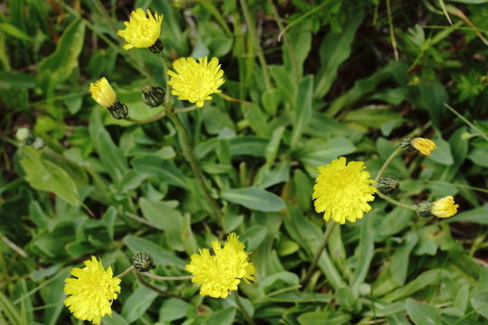 Hasenohr Habichtskraut, Hieracium bupleuroides