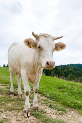 Fototapeta na wymiar cow on a mountain meadow, Pieniny, Poland