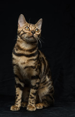 Beautiful young Bengal cat on a black background