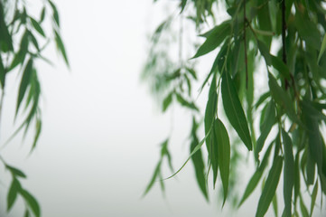 Bamboo leaves with with mist background during morning in Wuhan, China.