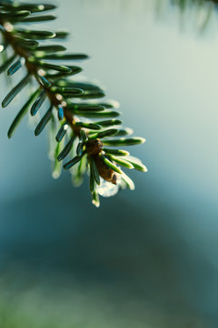 Close up of spruce branch. Water droplet at the end. Sun shining during cold Spring day. Shallow depth of field with soft focus and bokeh