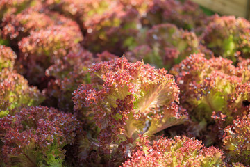 Fresh Lollo Rossa red leaves lettuce salad plant in organic farm