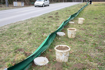 Frog Protection spawning migration - frog fence is set to prevent frogs from crossing streets and...