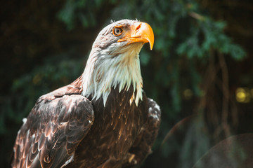 bald eagle 