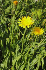 Grossköpfiger Pippau, Crepis conyzifolia