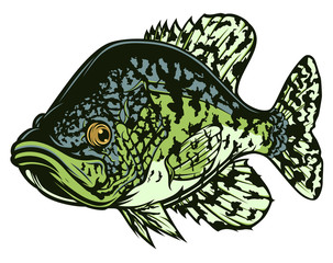 Drawing black crappie
