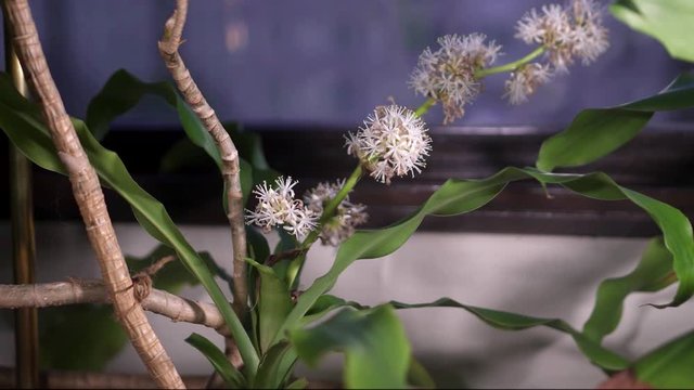 Panning on dracena massengena house plant in dark.
