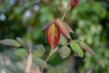 Autumn leaves of Acer maximowiczianum in the forest.