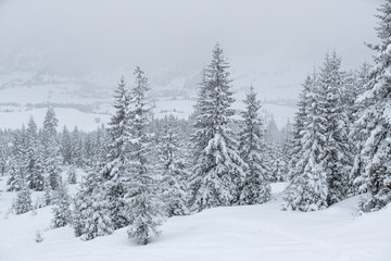 Fototapeta na wymiar pine trees during winter mountains