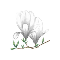 Watercolor flowers white Magnolia. Exotic tropical flower for spa, relax, holiday. Arrangement with magnolie perfectly for printing design on invitations, cards, wall art and other. Hand painted.