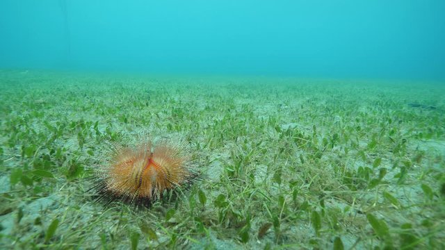 Venomous flower sea urchain underwater on ocean grass floor.