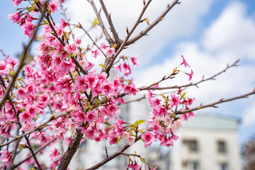 Beautiful cherry blossom flowers blooming at Lohas Park, Taipei, Taiwan