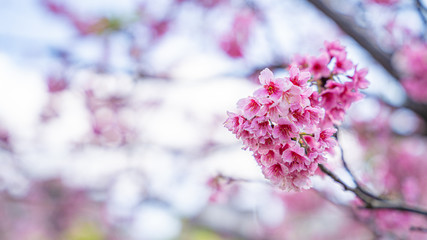 Beautiful cherry blossom flowers blooming at Lohas Park, Taipei, Taiwan