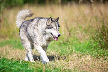 Naklejka na ściany i meble Walking dog through the Alaskan Malamute breed meadow