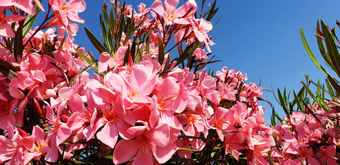 Pink Nerium or Nerium oleander flowers against a blue sky.