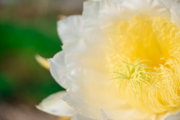 Fototapeta na wymiar Spark fruit flower with yellow in white
