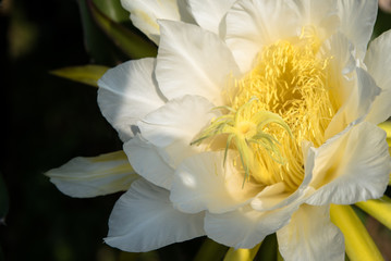 Fototapeta premium Spark fruit flower with yellow in white