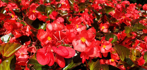 Bush of red flowers begonia cucullata. Panorama.