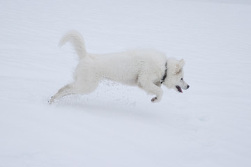 Obraz na płótnie Canvas dogs playing in snow samoyed