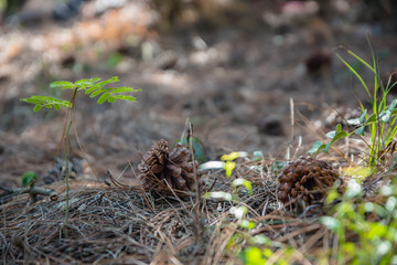 Flowers and plants in the park