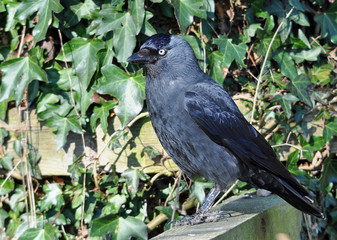 Jackdaw
