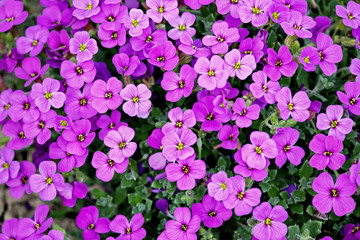 Close up of Aubrieta deltoidea plant , commonly known as lilacbush