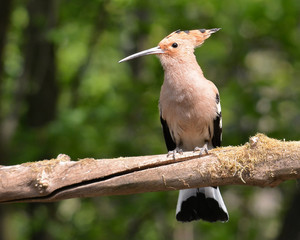 Hoopoe
