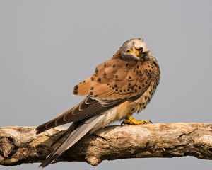 Kestrel