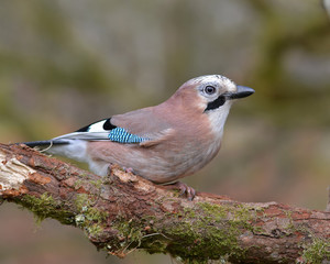 Jay