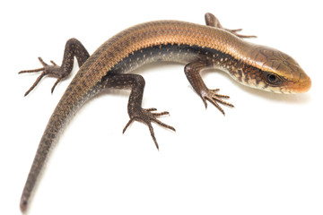 Eutropis multifasciata, East Indian brown mabuya, many-lined sun skink, many-striped skink, common sun skink isolated on white background