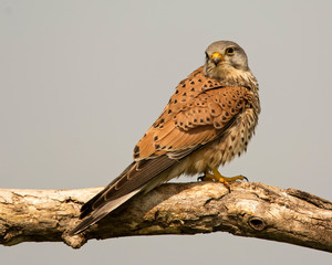Kestrel 