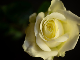 Macro of white rose. Daylight