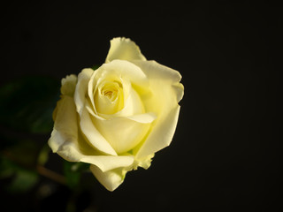 Close-up of white rose on black background. Daylight