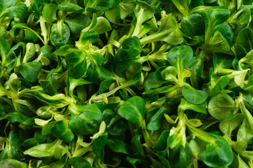 Mash salad on white background.