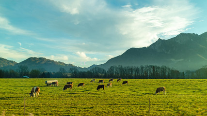 Landscape with cows on a green pasture in a spring day. - obrazy, fototapety, plakaty