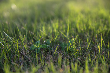 Flowers and plants in the park