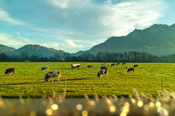 A lot of cows are grazing in the meadow in a spring day.