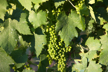 San Gimignano (SI), Italy - April 10, 2017: Vernaccia vineyards, wine grapes growing in San Gimignano, Tuscany, Italy