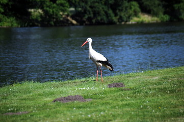 Wörlitzer Park an der Elbe, Weißstorch