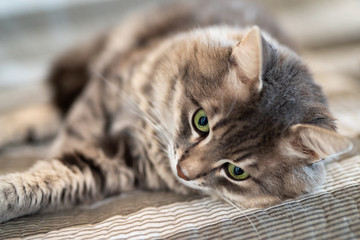 A domestic cat resting in its home