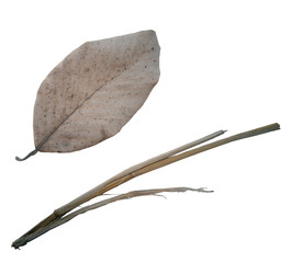 leaves are so dry, leaf on white backgound,