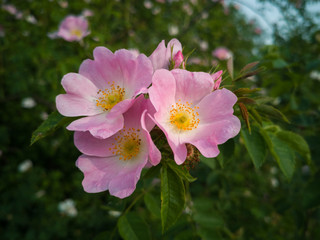 Purple Rose Flower with Yellow Stamen and Green Leaves