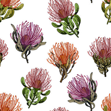 Seamless pattern with exotic pincushion protea flowers.