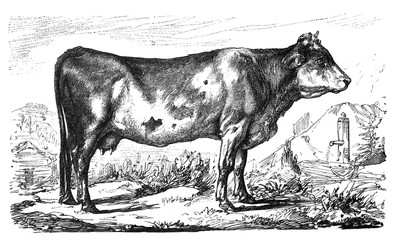 Cow / Antique illustration from Brockhaus Konversations-Lexikon 1908