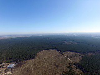Deforestation. Ecology of Ukrane.The fate of the felled pine forest. Ukraine is increasing timber...