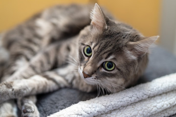 A domestic cat resting in its home